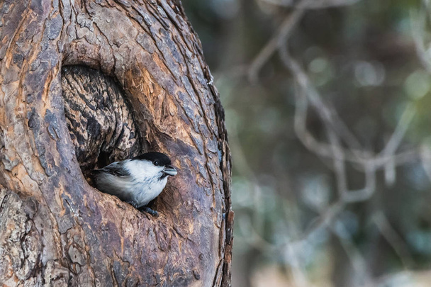 A small gray and black Willow Tit bird sits in a hollow of a brown tree in the park in autumn - Photo, Image