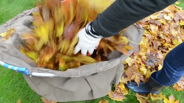kobieta ręce rękawice obciążenia drzewa liści torby. jesienią działa ogród - Materiał filmowy, wideo