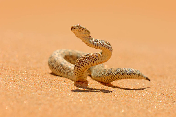 Bitis peringueyi, Pringuey 's Adder, serpiente venenosa del desierto de arena de Namibia. Pequeña víbora en el hábitat natural, Namib-Naukluft Park en África. Escena de vida silvestre de la naturaleza, comportamiento de reptiles, día soleado
. - Foto, Imagen
