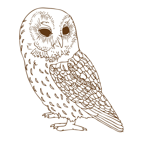 Brown owl - Vektör, Görsel