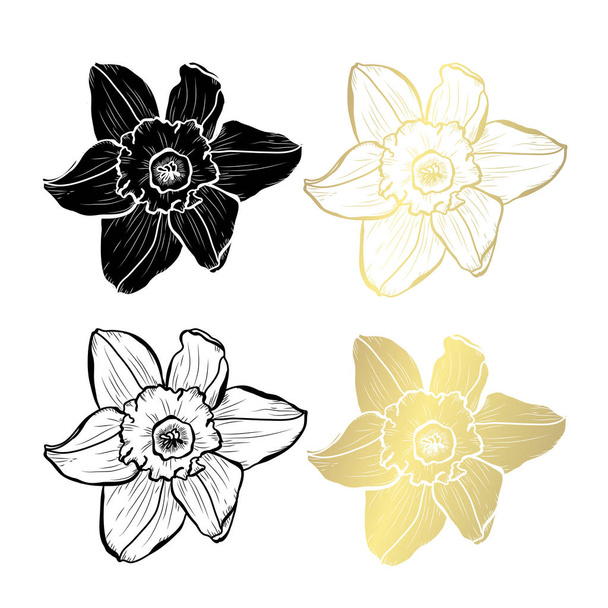 Decorative daffodil flowers, design elements. Can be used for cards, invitations, banners, posters, print design. Golden flowers - Vektör, Görsel
