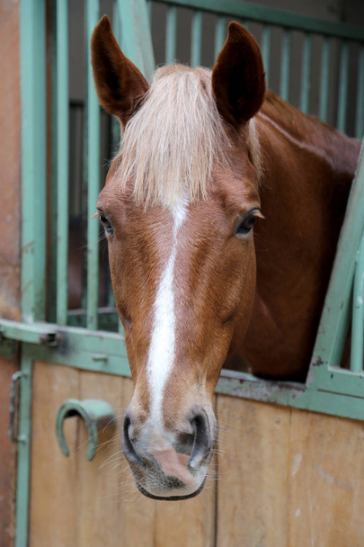 Close-up van het portret van mooie jonge kastanje paard in de stal vak. Rasechte paard met mooie ogen poseren voor de camera binnen - Foto, afbeelding