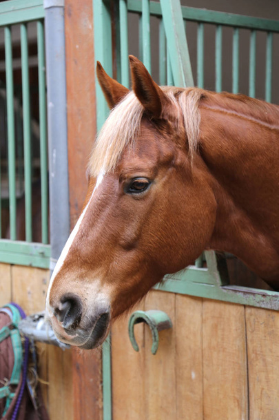 Портрет крупным планом красивой молодой каштановой лошади в кабинке. Чистокровная лошадь с красивыми глазами, позирующая для камеры внутри
 - Фото, изображение