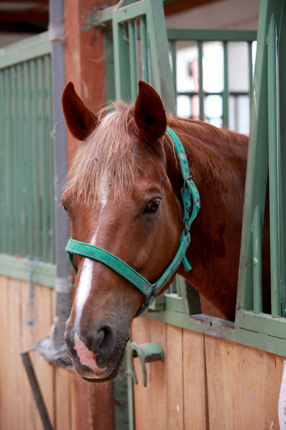 Portrait closeup of beautiful young chestnut horse in stall box. Purebred horse with beautiful eyes posing for camera indoor - Photo, Image