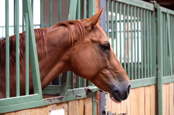 Портрет крупным планом красивой молодой каштановой лошади в кабинке. Чистокровная лошадь с красивыми глазами, позирующая для камеры внутри
 - Фото, изображение