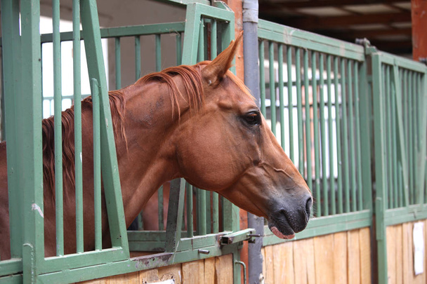 Портрет крупним планом красивого молодого каштанового коня в коробці для стоянки. Чистий кінь з красивими очима позує за камерою в приміщенні
 - Фото, зображення