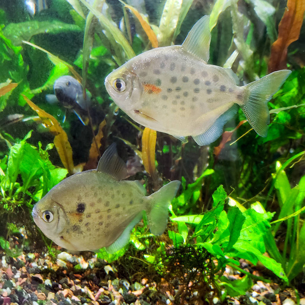 Coppia di pesci Dollaro d'argento (Metynnis lippincottianus) che nuotano in acquario tropicale di acqua dolce densamente piantato
 - Foto, immagini