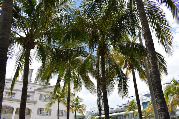 palm trees in Florida Miami beach - Photo, Image