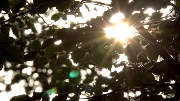 Sunlight breaks through the green leaves of maple, which sways in the wind - Footage, Video