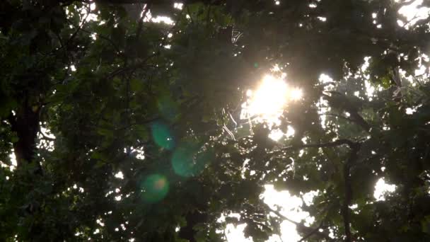 Sonnenlicht bricht durch die grünen Blätter des Ahorns, der im Wind schwankt - Filmmaterial, Video