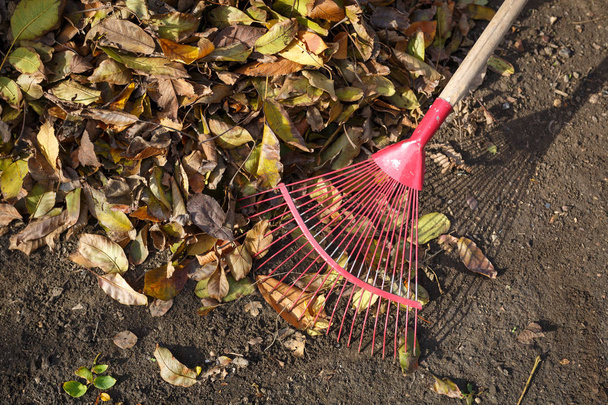 Limpieza de hojas caídas en el jardín en otoño día soleado con un rastrillo
 - Foto, Imagen
