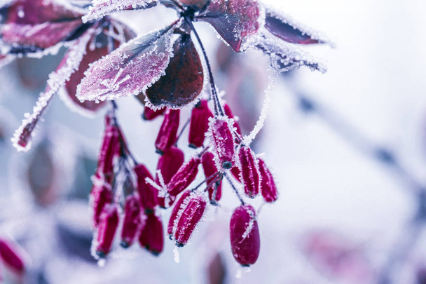 Red barberry berries (Berberis vulgaris, Berberis thunbergii, Latin Berberis Coronita) covered with hoarfrost on a frosty winter day in the park - Photo, Image