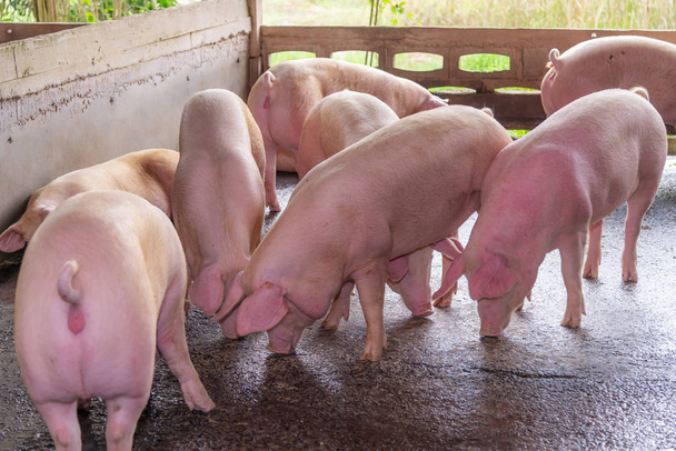 Éleveurs de porcs roses dans une ferme à la campagne, concept de porc de ferme - Photo, image