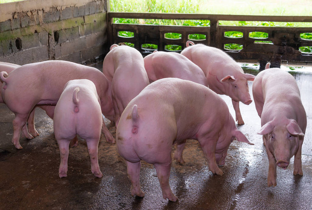 Criadores de cerdos rosados en una granja en el campo, concepto de cerdo de granja
 - Foto, imagen