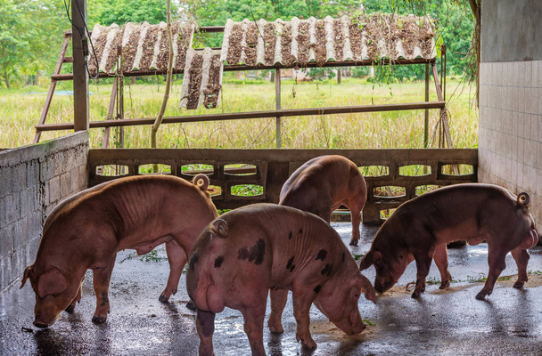 Criador de cerdos rojos en una granja en el campo
 - Foto, imagen