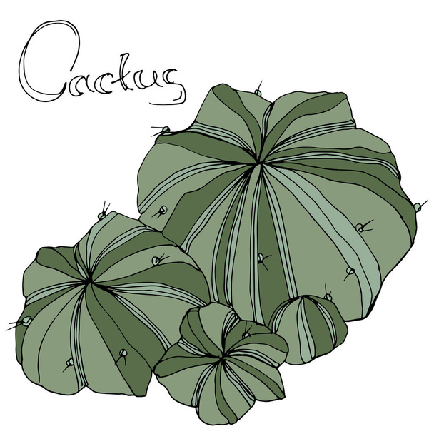 Vector Cactus. Fleur botanique florale. Encre gravée verte. Élément d'illustration de cactus isolés
. - Vecteur, image