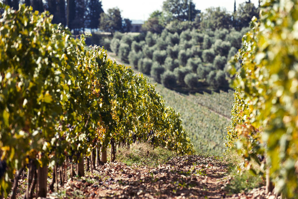Paisaje otoñal de valles de viñedos. Región-Toscana italiana. Imagen coloreada vibrante al aire libre vertical filtrada
. - Foto, Imagen