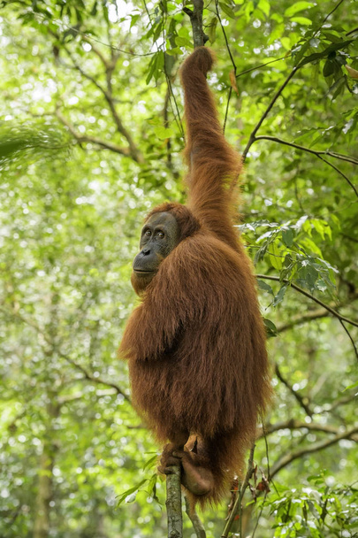Sumatra Orangután Pongo abelii, primate homínido de los bosques de Sumatra, Indonesia
. - Foto, Imagen