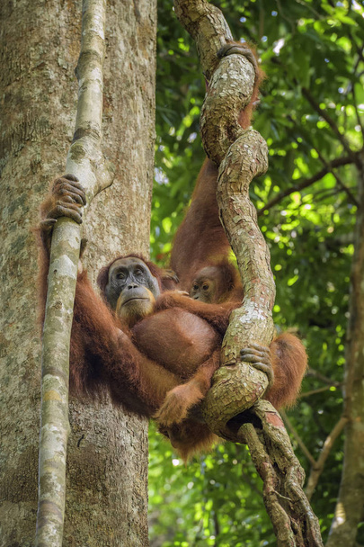 Sumatra Orangután Pongo abelii, primate homínido de los bosques de Sumatra, Indonesia
. - Foto, imagen