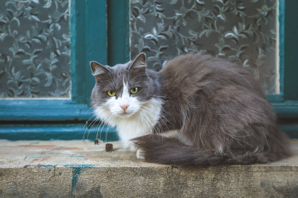 Kaunis harmaa kissa istuu pienellä reunalla ikkunan lähellä poseeraa kameralle
. - Valokuva, kuva