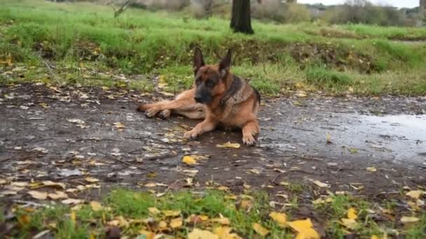German shepherd walking in the nature at the park in Rome - Footage, Video