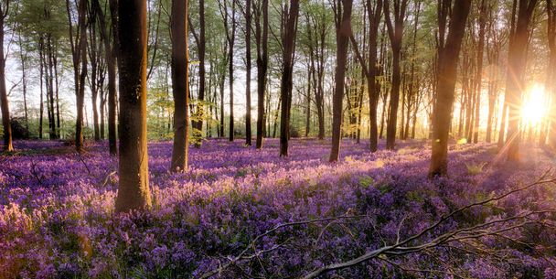 Bluebell forêt vivante au lever du soleil avec la lumière du soleil et les ombres des arbres couvrant les belles fleurs des bois pourpres. de vastes bleuets anglais en pleine floraison sous le couvert de la verrière
. - Photo, image