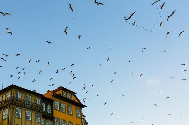 Seagulls circling over the houses in old Porto, Portugal. - Foto, immagini