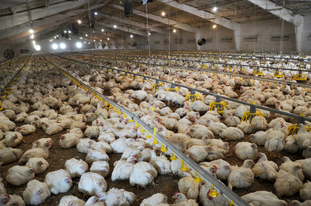 Αγρόκτημα για την καλλιέργεια Κοτόπουλα κρεοπαραγωγής, ακατάλληλες για την ηλικία του ένα και ενάμιση μήνα - Φωτογραφία, εικόνα