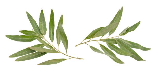 Two olive branches without fruit isolated on white background. - Photo, Image