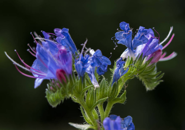 Όμορφη Echium vulgare άνθηση στον τομέα του καλοκαιριού. Αγριολούλουδων. Μπλε λουλούδια που ανθίζουν το καλοκαίρι - Φωτογραφία, εικόνα