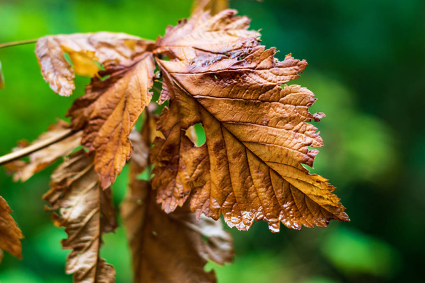 Barna arany halott őszi levél egy zöld háttér - Fotó, kép
