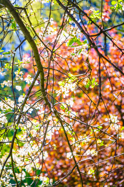 Sun illuminating through colorful tree branches and leaves during beautiful springtime weather. Beauty in nature concept. - 写真・画像