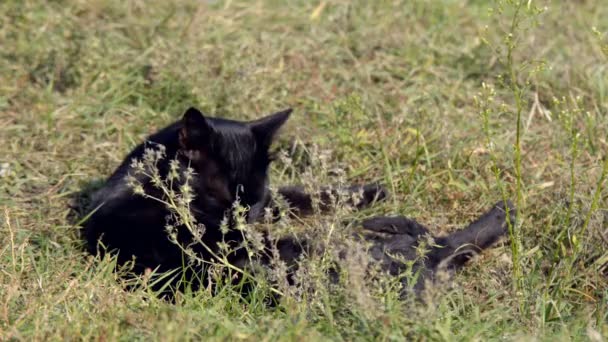 Gato doméstico en la naturaleza Un gato bengala camina sobre la hierba verde. Gatito de Bengala aprende a caminar por el bosque. Gato leopardo asiático trata de esconderse en la hierba. Reed gato domesticado en la naturaleza. gato doméstico en playa cerca de río
. - Metraje, vídeo