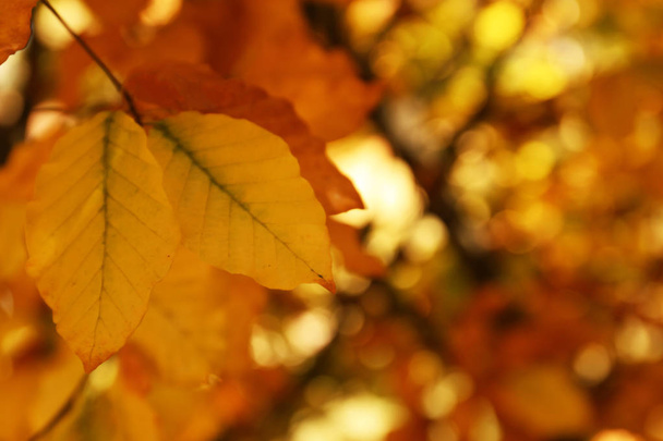 Tree twig with bright leaves on sunny autumn day - Zdjęcie, obraz