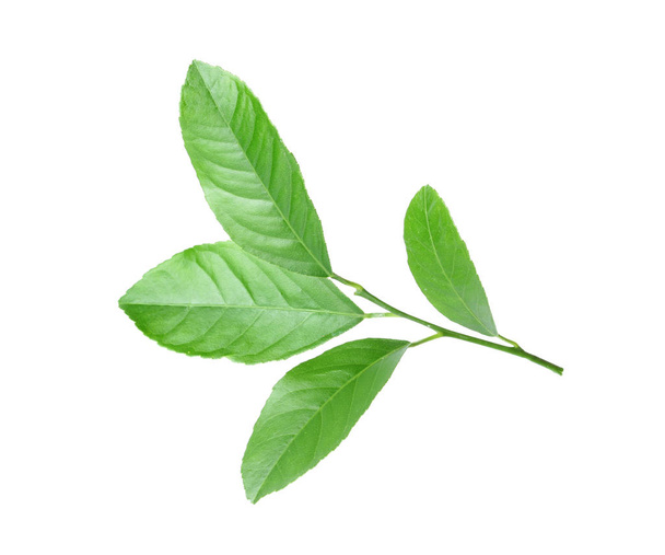 Fresh twig with green citrus leaves on white background - Zdjęcie, obraz