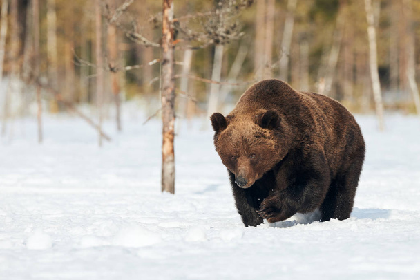 Gran oso pardo fotografiado a finales del invierno mientras caminaba en la nieve en la taiga finlandesa - Foto, imagen