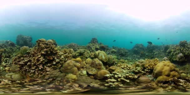 Korallenriff und tropische Fische vr360 - Filmmaterial, Video