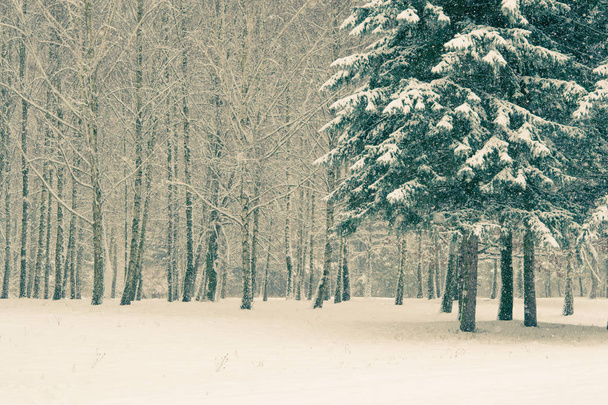 Abeto de pino en el bosque mágico día de invierno. Bosque de nieve
. - Foto, imagen