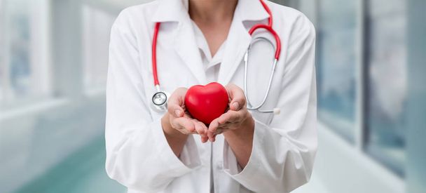 Lekarz trzymając czerwone serce w siedzibie szpitala. Medyczną koncepcję usługi personelu opieki zdrowotnej i lekarz. - Zdjęcie, obraz