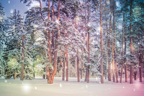Дерево сосни ялина в чарівний лісовий зимовий день. Сніговий ліс
. - Фото, зображення