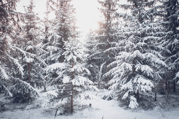 Ağaç çam ladin sihirli orman kış günü. Kar orman. Doğal yeni yıl Noel rembling sahne kış arka plan. Fantastik masal büyülü manzara Noel ağacı görüntüle - Fotoğraf, Görsel
