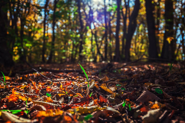 Colorful autumn forest landscape - Foto, afbeelding