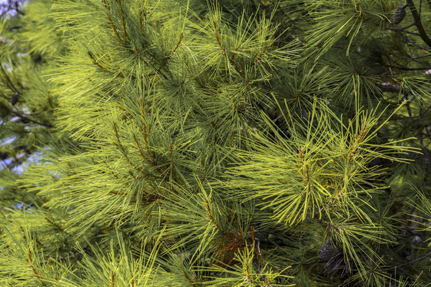 tło zielone sosny oddziałów na wybrzeżu Adriatyku - Zdjęcie, obraz