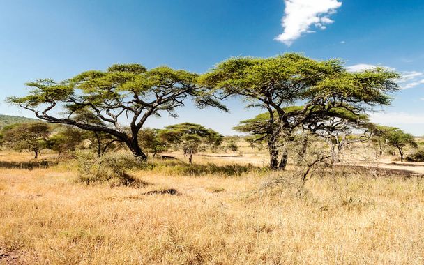 Acacias in Tanzania on a sunny day - Photo, Image