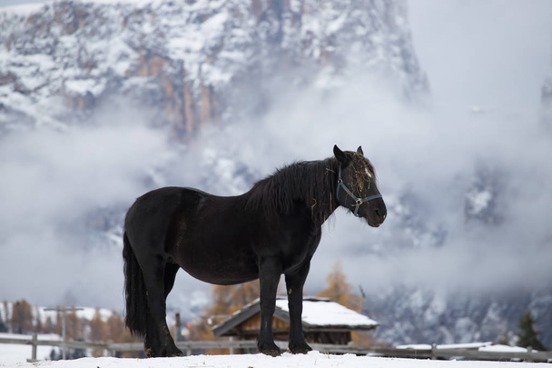  背景の山ピーク冬の牧草地やシーリアル (〜 シリアル) の馬します。ドロミテ アルプス、セイサー Alm (アルペ ・ ディ ・ シウージ)、南チロル、イタリア. - 写真・画像