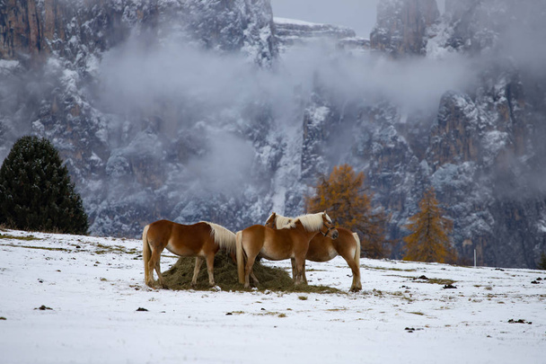  Horses on the winter meadow and Schlern (Sciliar) mountain peaks on background. Dolomite Alps, Seiser Alm (Alpe di Siusi), South Tyrol, Italy. - Фото, зображення