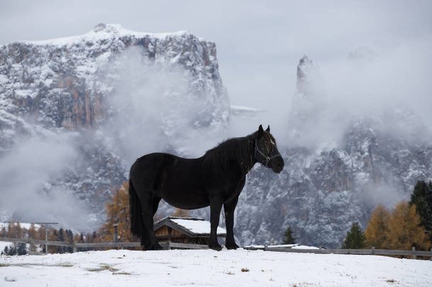  Horses on the winter meadow and Schlern (Sciliar) mountain peaks on background. Dolomite Alps, Seiser Alm (Alpe di Siusi), South Tyrol, Italy. - Photo, Image