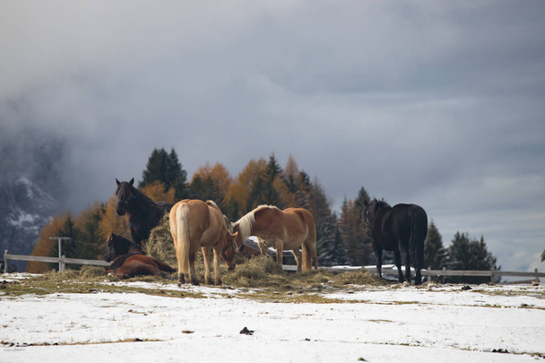  Horses on the winter meadow and Schlern (Sciliar) mountain peaks on background. Dolomite Alps, Seiser Alm (Alpe di Siusi), South Tyrol, Italy. - Foto, Imagen