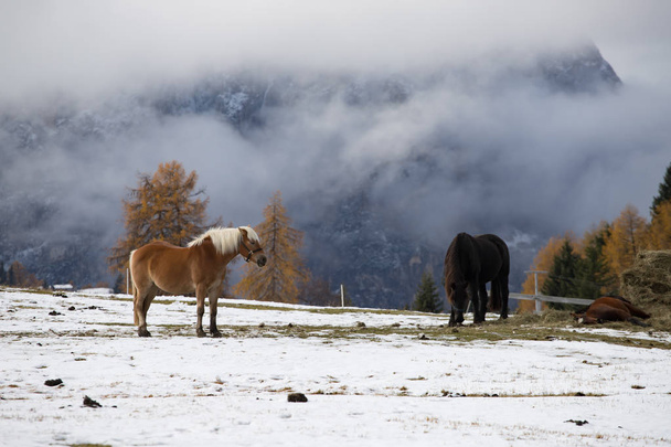  Horses on the winter meadow and Schlern (Sciliar) mountain peaks on background. Dolomite Alps, Seiser Alm (Alpe di Siusi), South Tyrol, Italy. - Photo, image