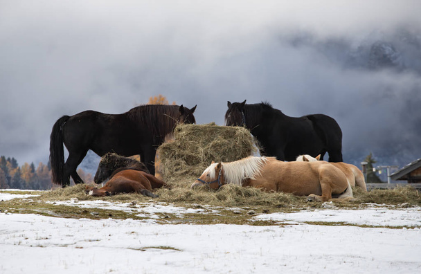  Horses on the winter meadow and Schlern (Sciliar) mountain peaks on background. Dolomite Alps, Seiser Alm (Alpe di Siusi), South Tyrol, Italy. - 写真・画像